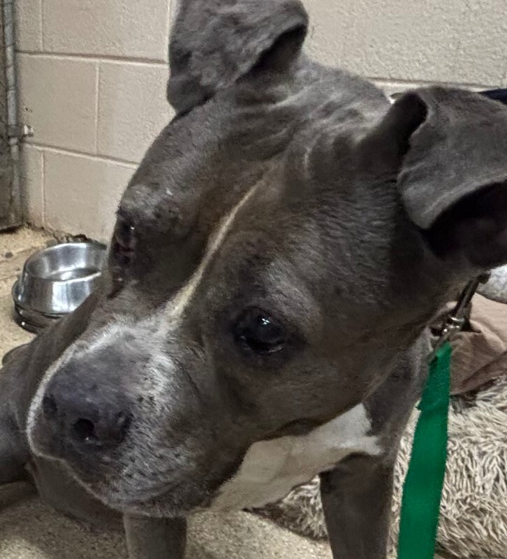 Learn More About Sadara Sadara - Dog