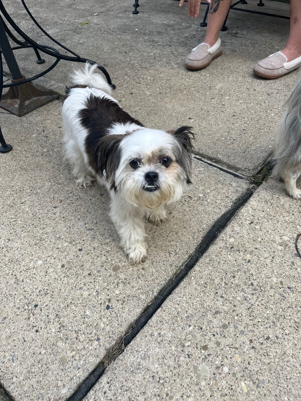 Help Rehome This Dog Unknown - Dog