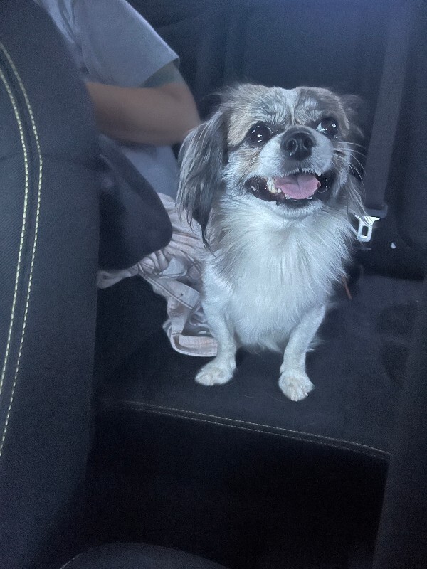 Help Rehome This Dog Unknown - Dog