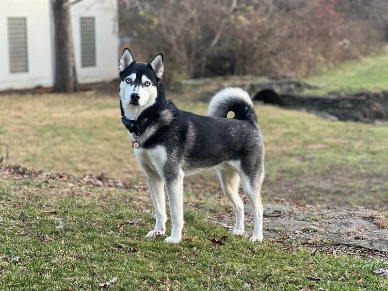 Have You Seen Lemmy? Lemmy - Dog