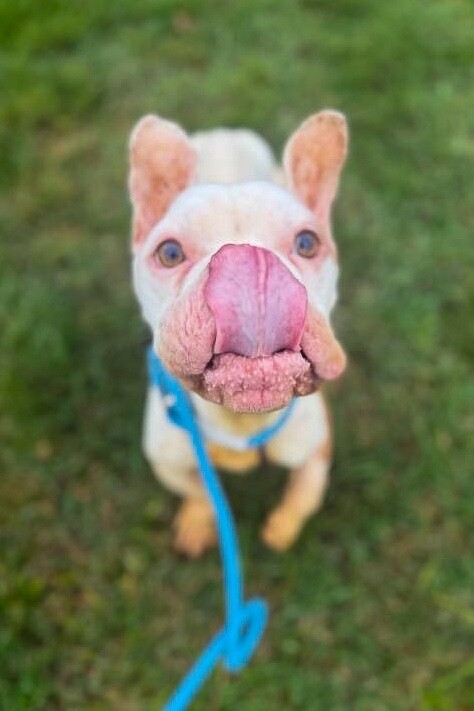 View Spoto the Dog Photo #2