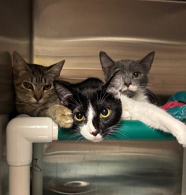 View Homey the Cat Photo #3