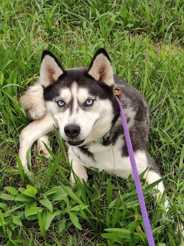 Learn More About Raviolia Raviolia - Dog