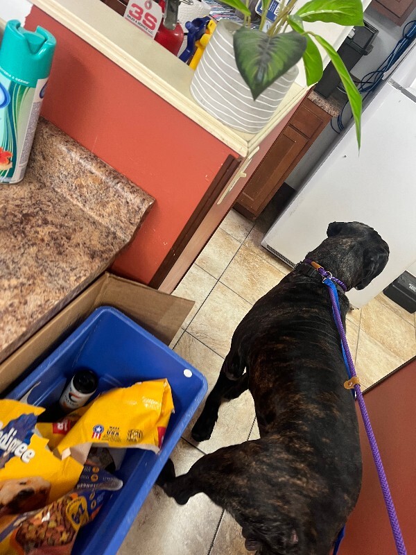 View Antwon the Dog Photo #2
