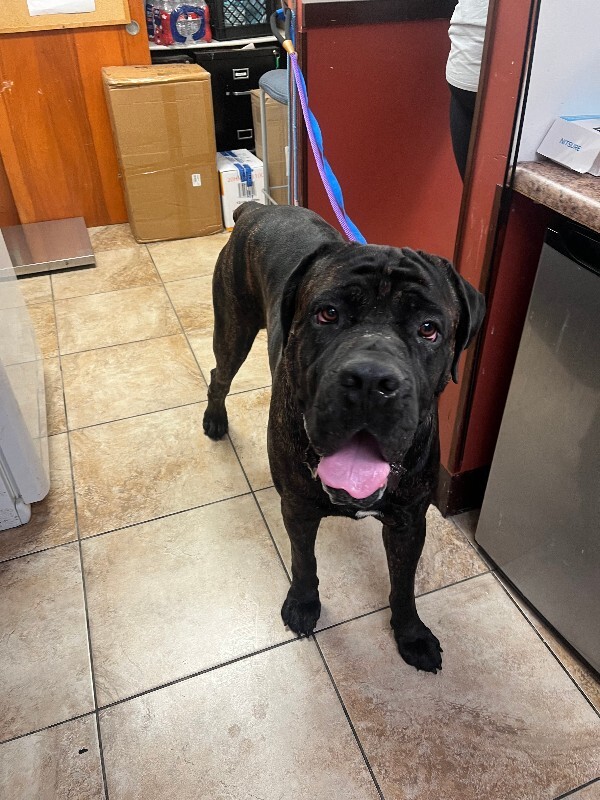 Antwon - Dog