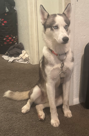 Bama or Banks - Dog