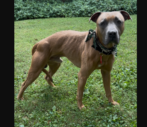 Unknown - Dog