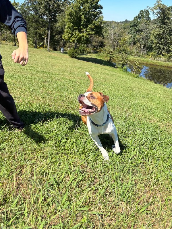 View Herb the Dog Photo #4