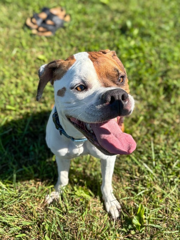 Learn More About Herb Herb - Dog