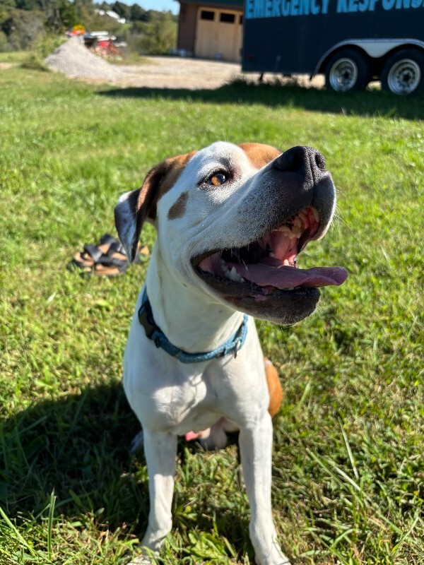 View Herb the Dog Photo #8