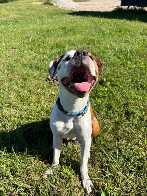 View Herb the Dog Photo #6