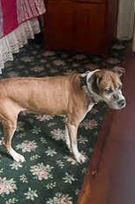 View Olga the Dog Photo #3