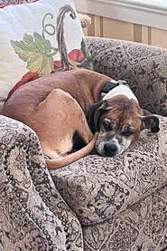 Learn More About Olga Olga - Dog