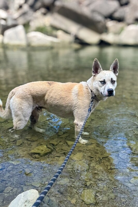 View Optimus Prime the Dog Photo #5