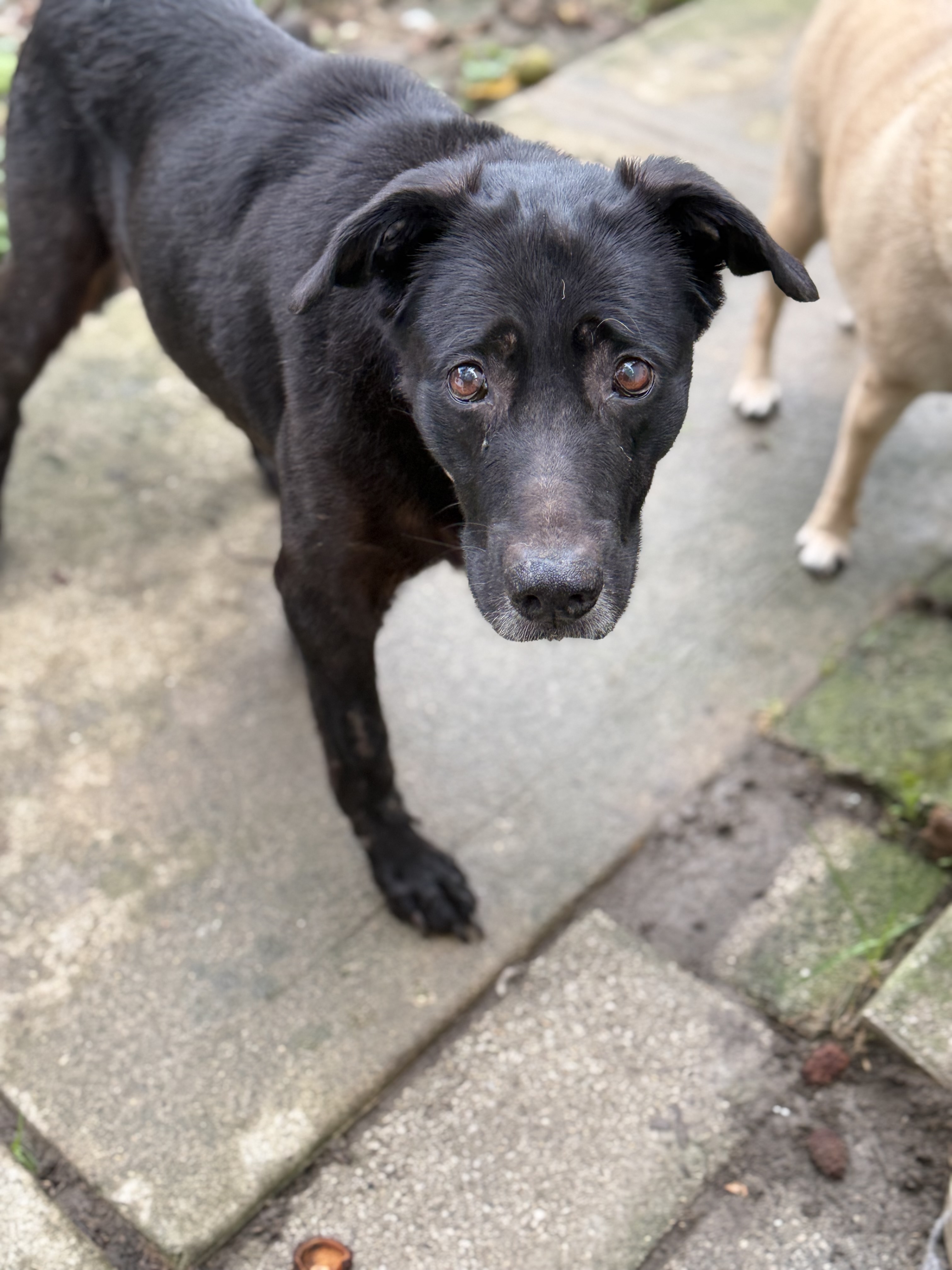 View Misty the Dog Photo #4