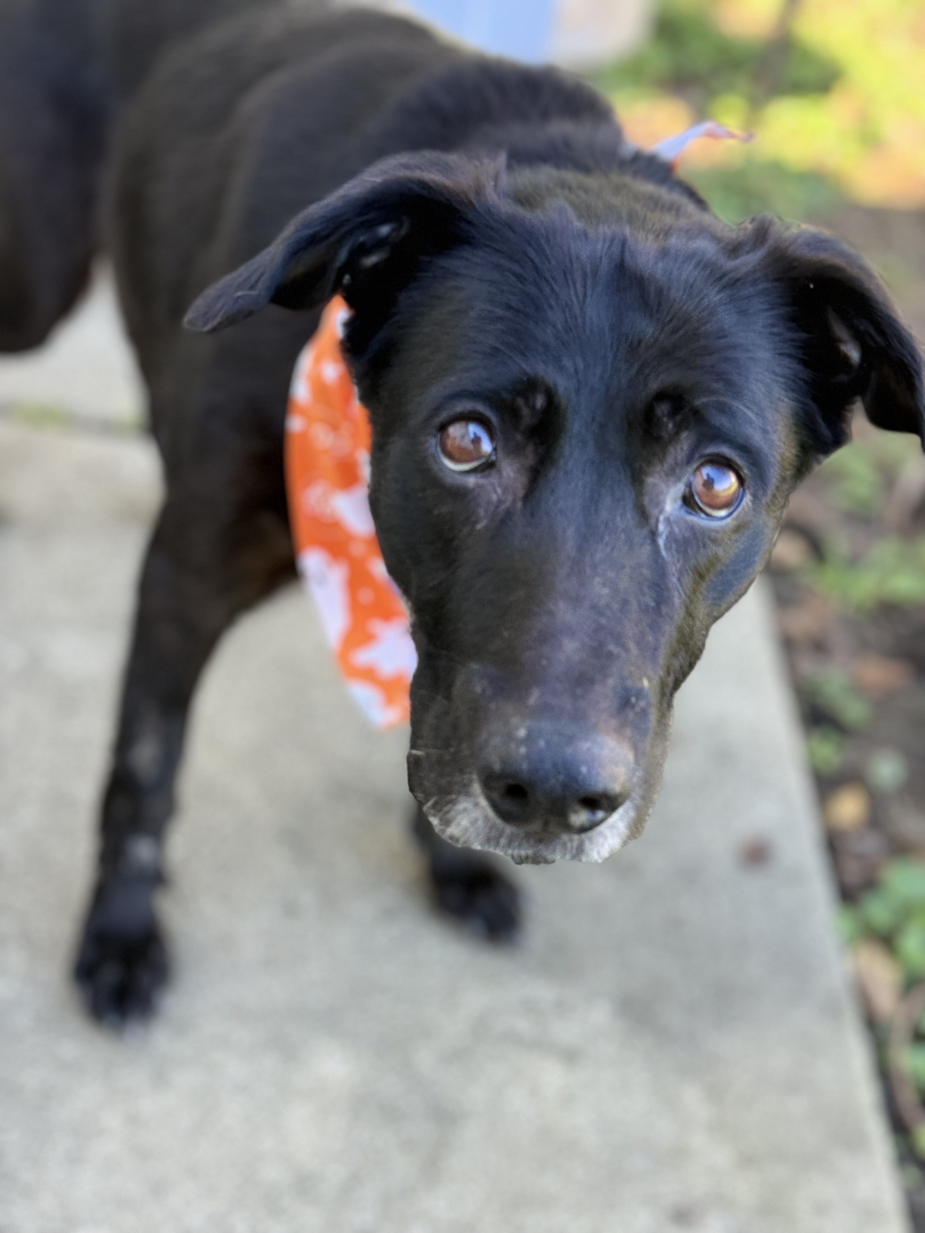 Learn More About Misty Misty - Dog