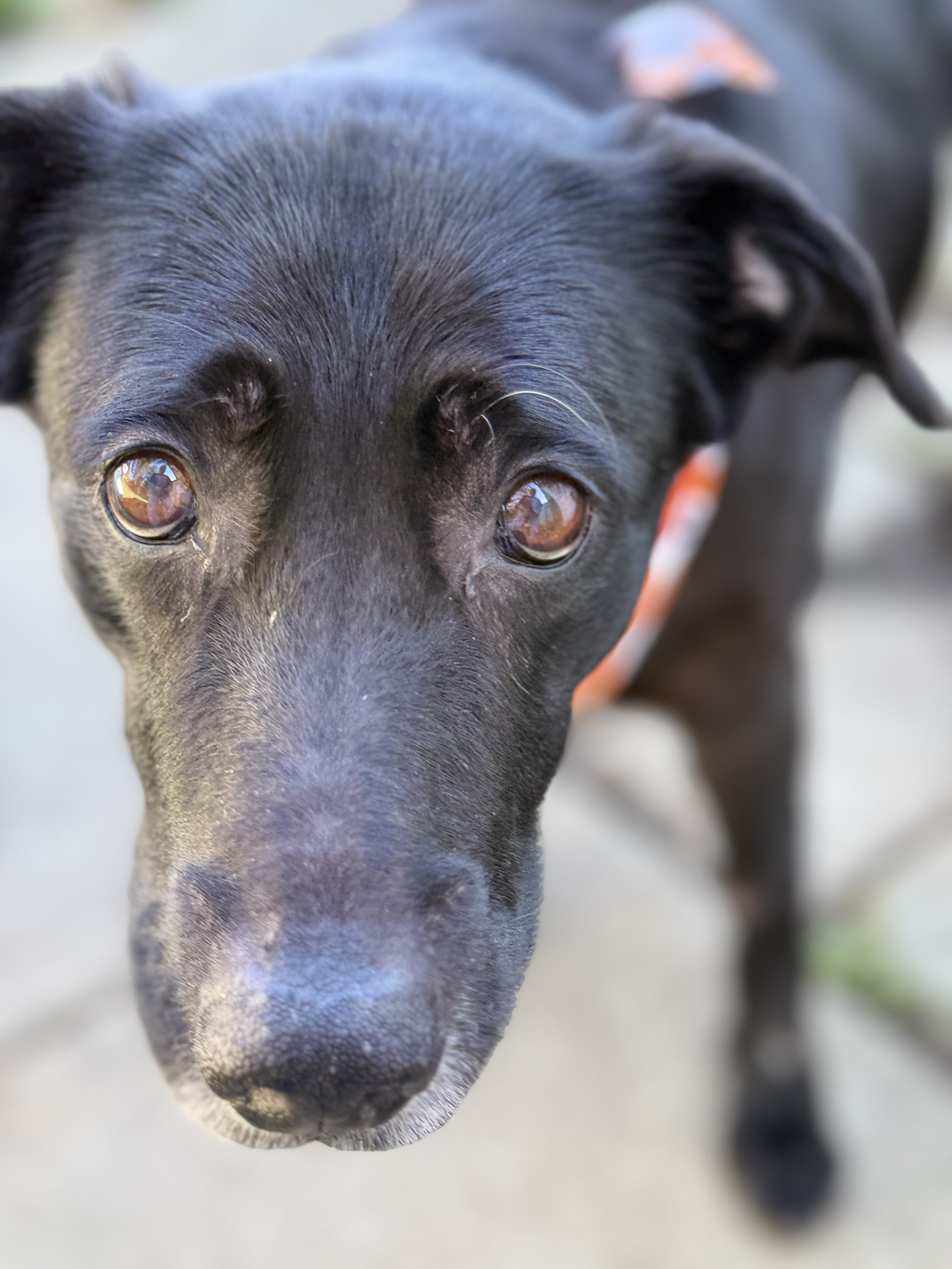 View Misty the Dog Photo #3