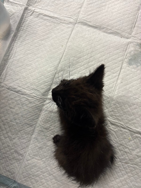 View Tim Bitts the Cat Photo #2