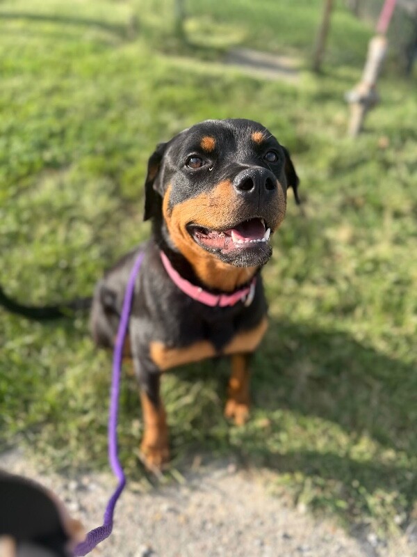 Matilda - Dog