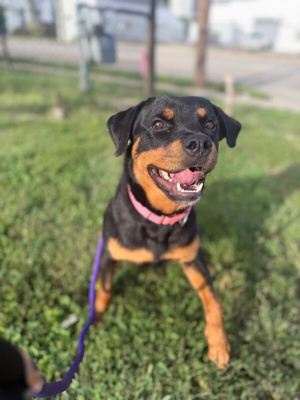 View Matilda the Dog Photo #2