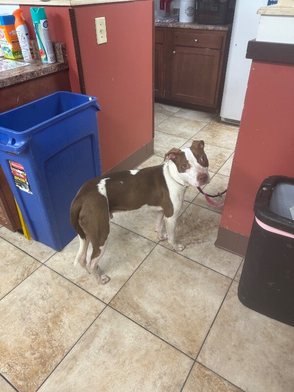 Learn More About Lucky Loki Lucky Loki - Dog