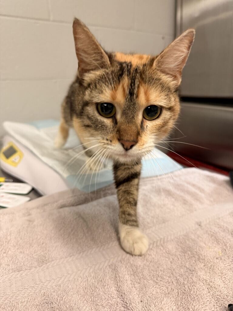 Patrice - Cat