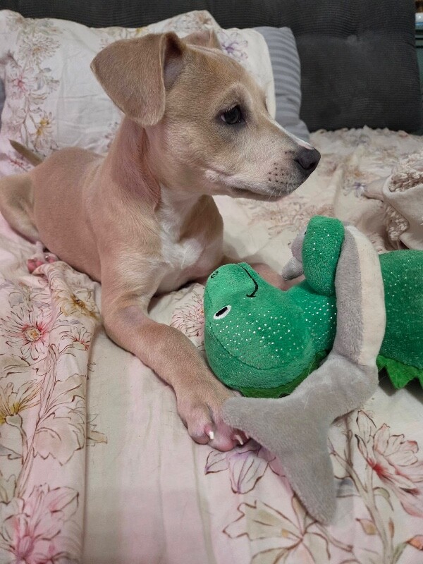 View Koi the Dog Photo #6