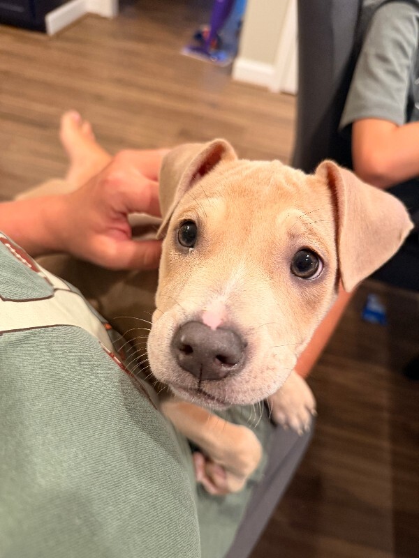 Learn More About Koi Koi - Dog