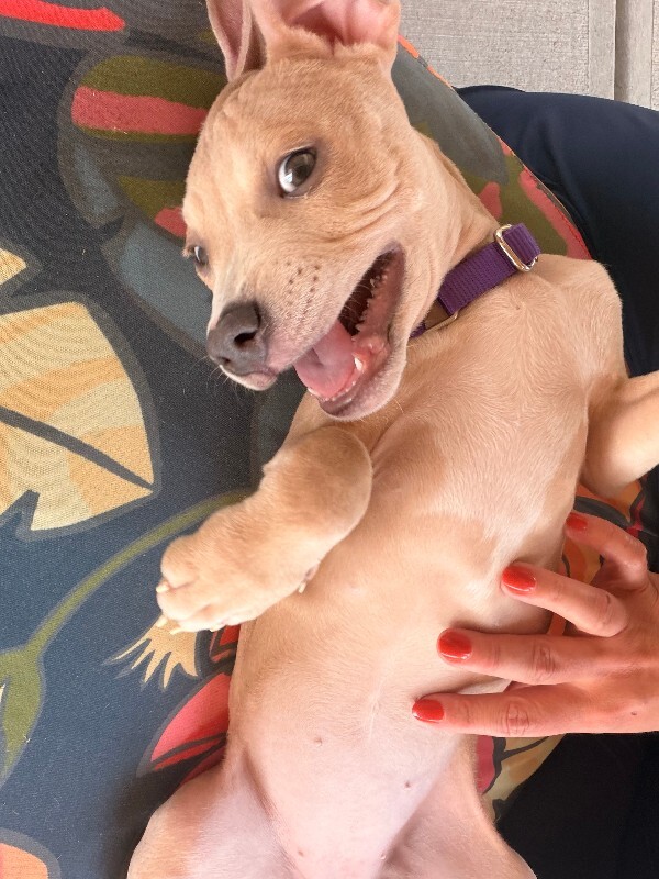 View Koi the Dog Photo #2