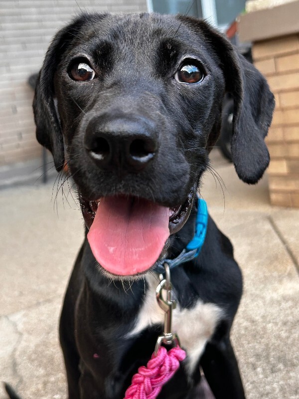 Help Rehome This Dog Unknown - Dog
