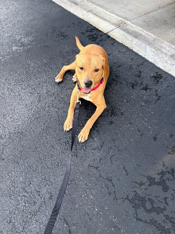 Help Rehome This Dog Unknown - Dog