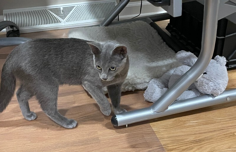 Help Rehome This Cat Unknown - Cat