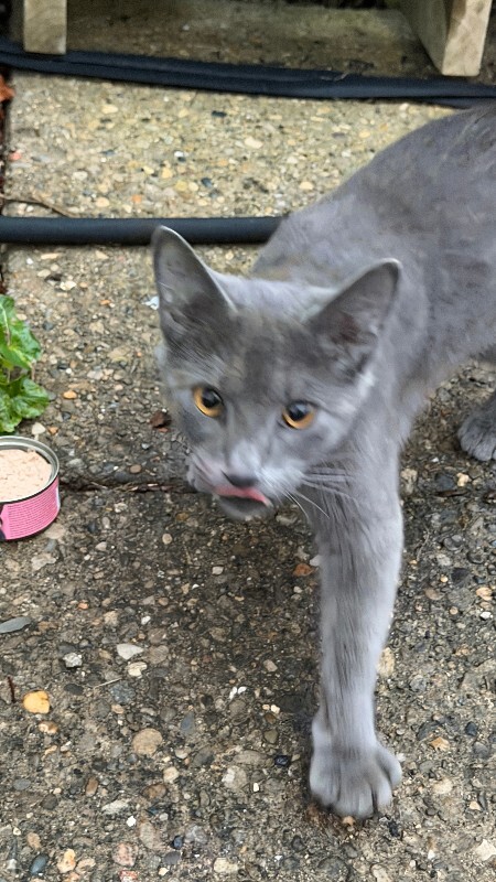 Help Rehome This Cat Unknown - Cat