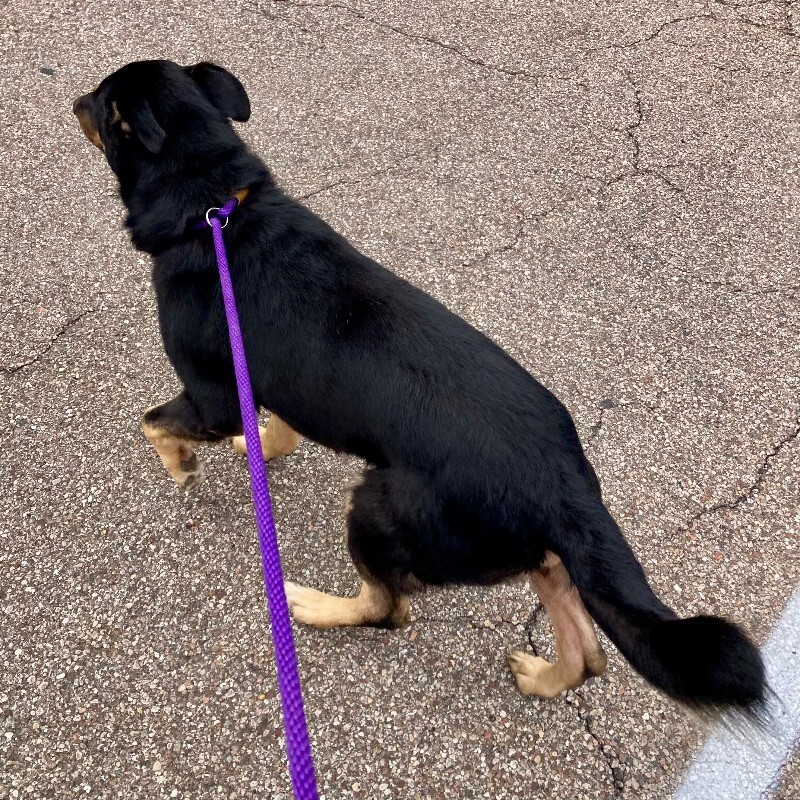 View Comet the Dog Photo #4