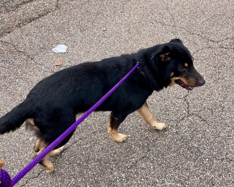 View Comet the Dog Photo #2
