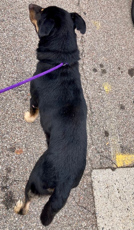 View Comet the Dog Photo #3
