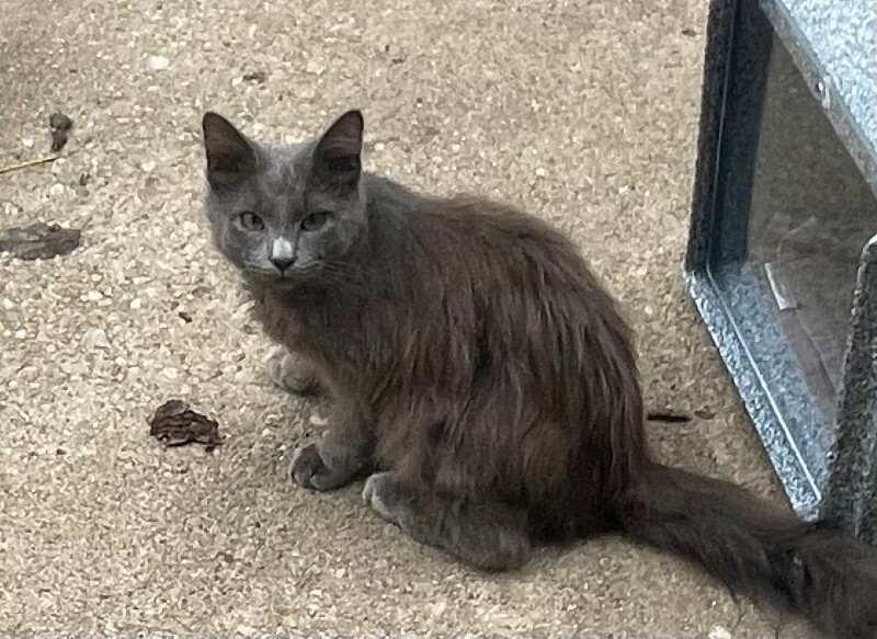 Kidney - Cat