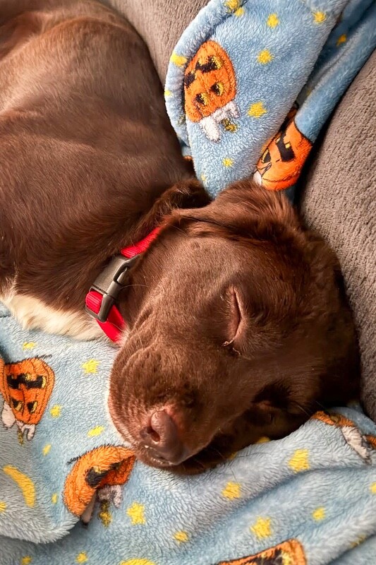 View Trix the Dog Photo #2
