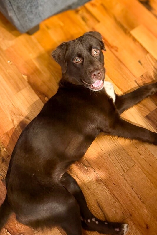 View Trix the Dog Photo #3