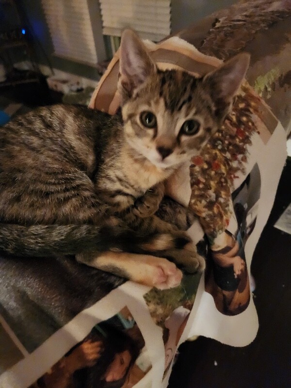 Kaito - Cat