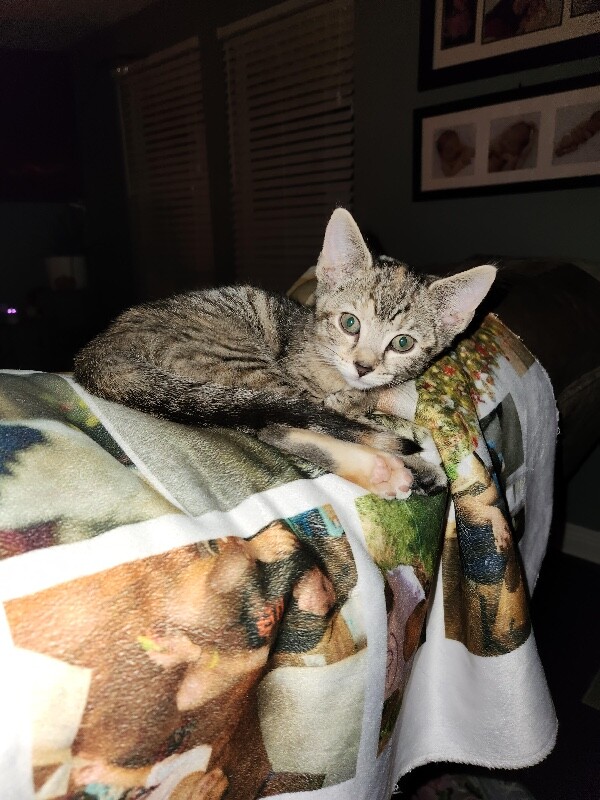 View Kaito the Cat Photo #2