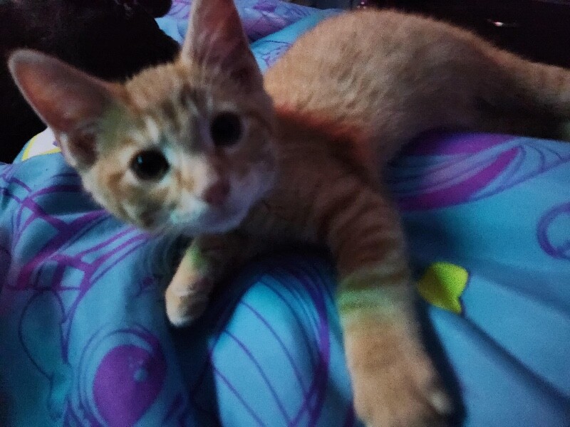 View Kenzo the Cat Photo #2