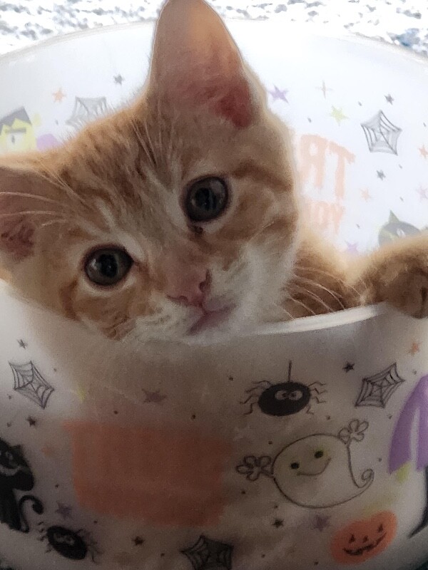 Kenzo - Cat
