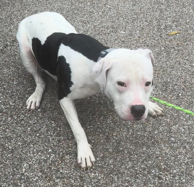 Learn More About Milkshake Milkshake - Dog