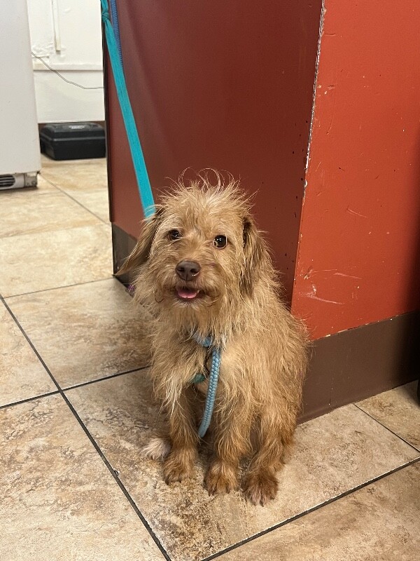 Learn More About Briza Briza - Dog