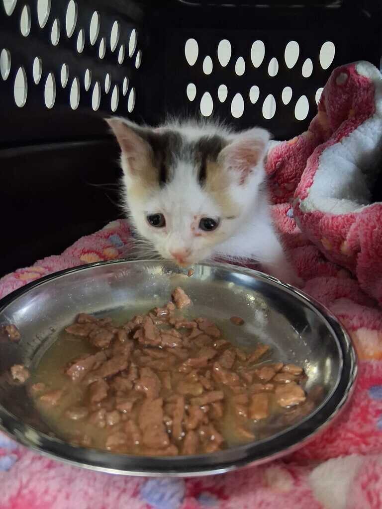 Duke Silver - Cat