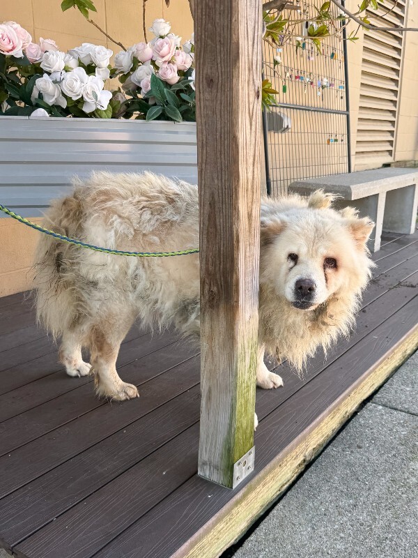 View Ghost the Dog Photo #2