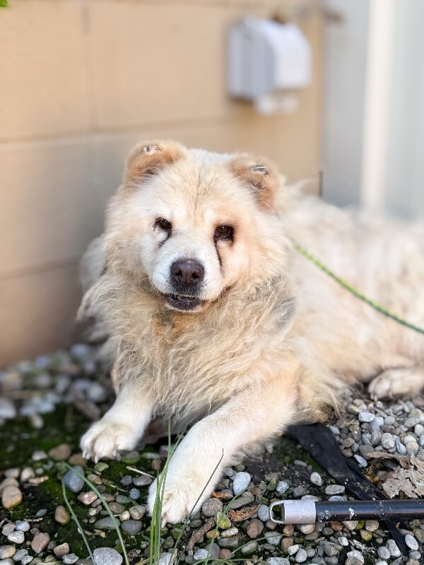 Learn More About Ghost Ghost - Dog