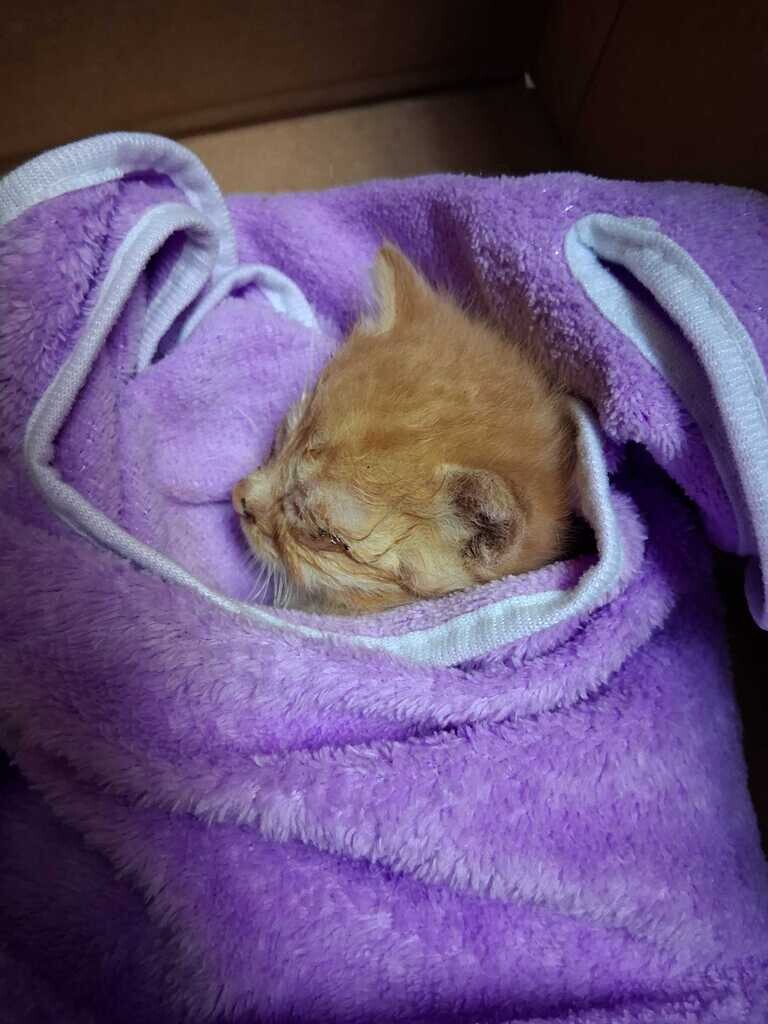 Beerus - Cat
