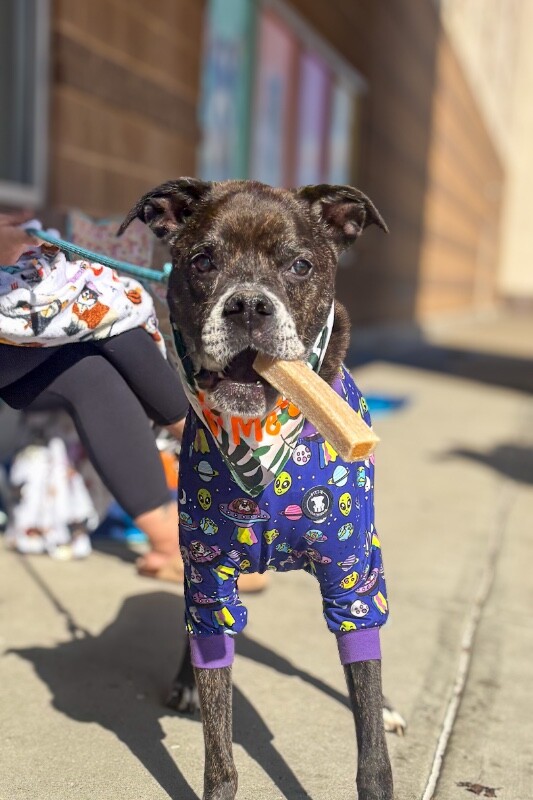 Fire Marshall Bill - Dog